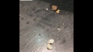 双子姬 5妹子餐厅tj