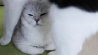 小猫到家2个月喜提豪车，装上各种道具逗猫，猫：爽不堪言